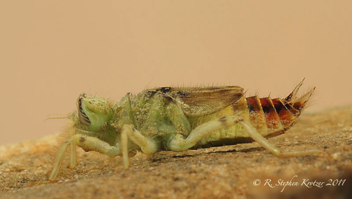 Orthemis ferruginea, nymph